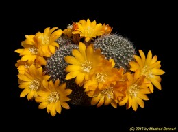 Rebutia krainziana RW364 1840